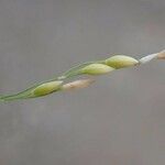 Milium effusum Fruit