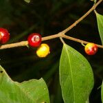 Eugenia oerstediana Fruto