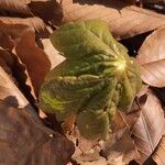 Podophyllum peltatum Lapas