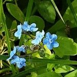 Cynoglossum amabile Λουλούδι