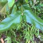 Eucryphia cordifolia Foglia