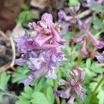 Corydalis solida Flor