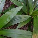 Hymenocallis caribaea Blatt