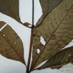 Palicourea corymbifera Otro