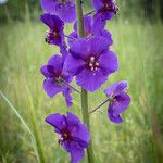 Verbascum phoeniceum Flower