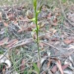 Cryptostylis erecta 整株植物