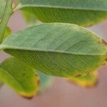 Salix caesia Leaf