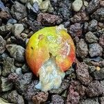 Psidium cattleyanum Плод