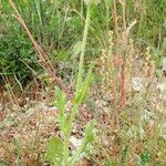 Urospermum picroides Habit