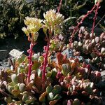 Sedum oregonense Pokrój