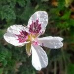 Erodium cheilanthifolium Квітка