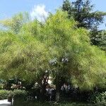 Parkinsonia aculeata Habit