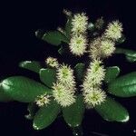 Weinmannia dichotoma Blüte