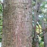 Cotoneaster coriaceus Bark