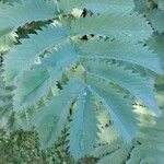 Melianthus major Blatt