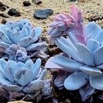 Echeveria laui Hoja