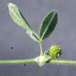 Medicago italica Gyümölcs