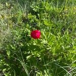 Paeonia peregrina Kvet