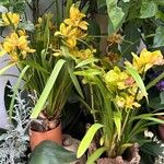 Cymbidium devonianum موطن