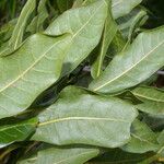 Quercus sapotifolia Leaf