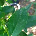 Citharexylum montevidense Leaf