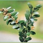 Buxus sempervirensপাতা