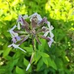 Saponaria officinalisKukka