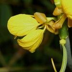 Senna reticulata Іншае