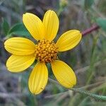 Viguiera dentata 花