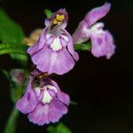 Galeopsis ladanum Fiore