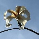 Ceiba chodatii Flower