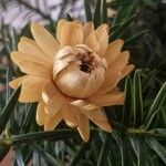 Xerochrysum bracteatum Flor