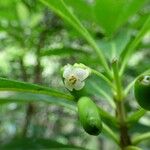 Antirhea borbonica 花