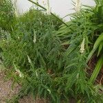 Veronica longifolia 形態