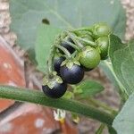 Solanum nigrum Fruto