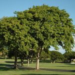 Pterocarpus indicus Habitus