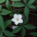 Merremia quinquefolia 花