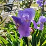 Iris pallida Floro