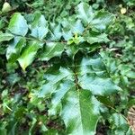 Mahonia aquifolium Levél