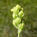Tofieldia calyculata Fruit