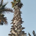 Washingtonia robustaKéreg