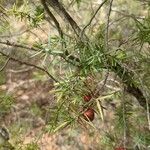 Juniperus oxycedrus 果實
