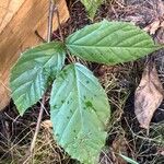 Rubus radula Leaf