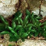 Centranthus trinervis Alkat (teljes növény)