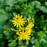 Senecio squalidusЦветок