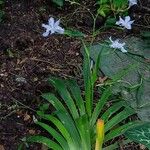 Iris japonica Habit