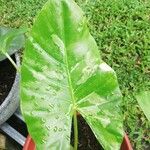 Alocasia macrorrhizosLeaf