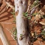 Maerua crassifolia Corteza
