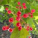 Viburnum sargentii Fruit