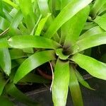 Aechmea recurvata Folha